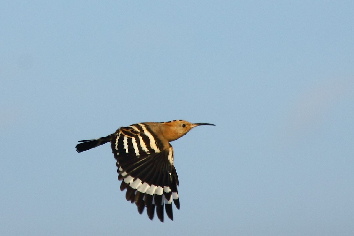 Eurasian Hoopoe - ML23644641