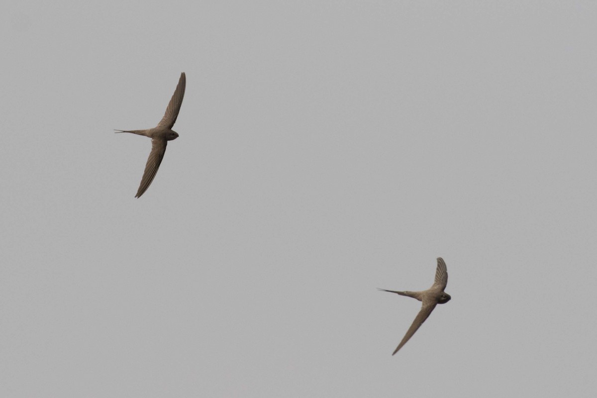 African Palm Swift - ML236446411