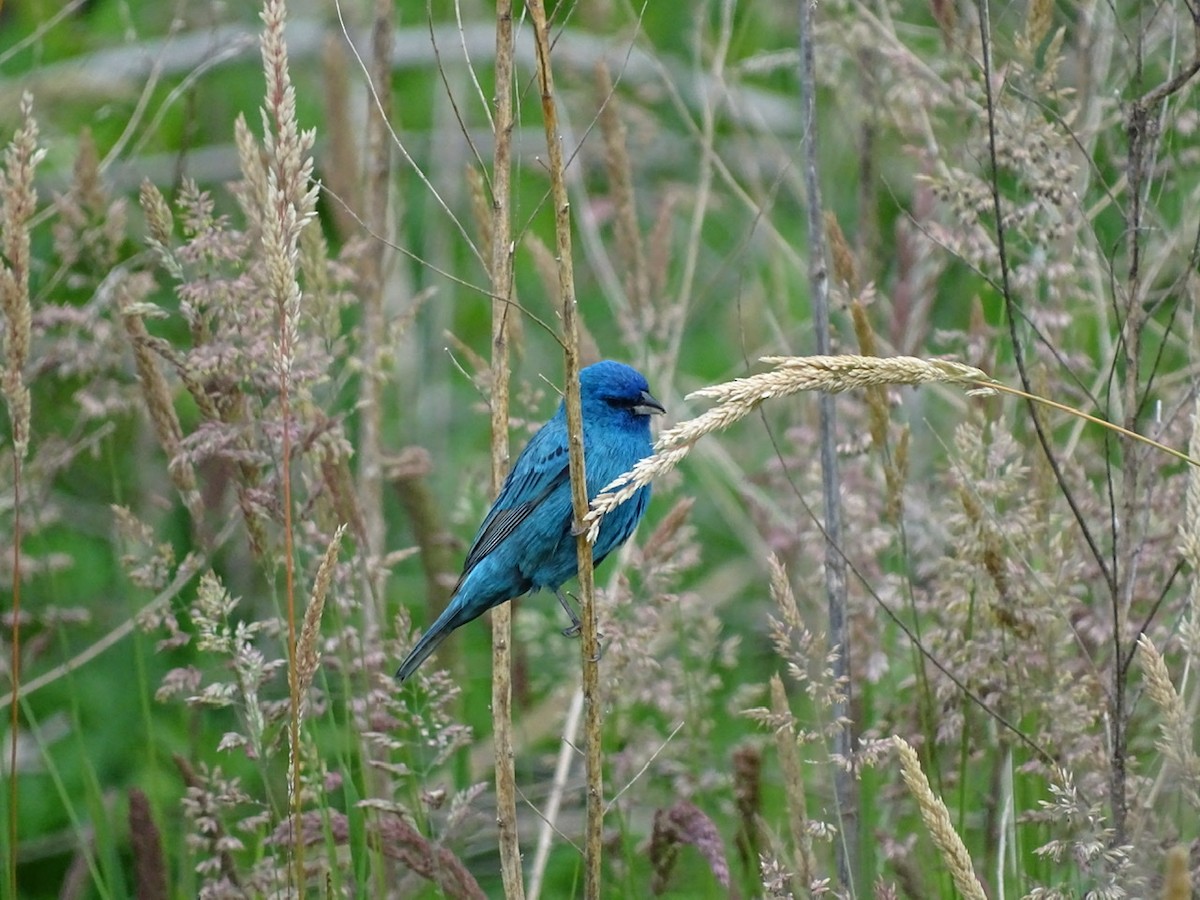 Indigo Bunting - ML236446711