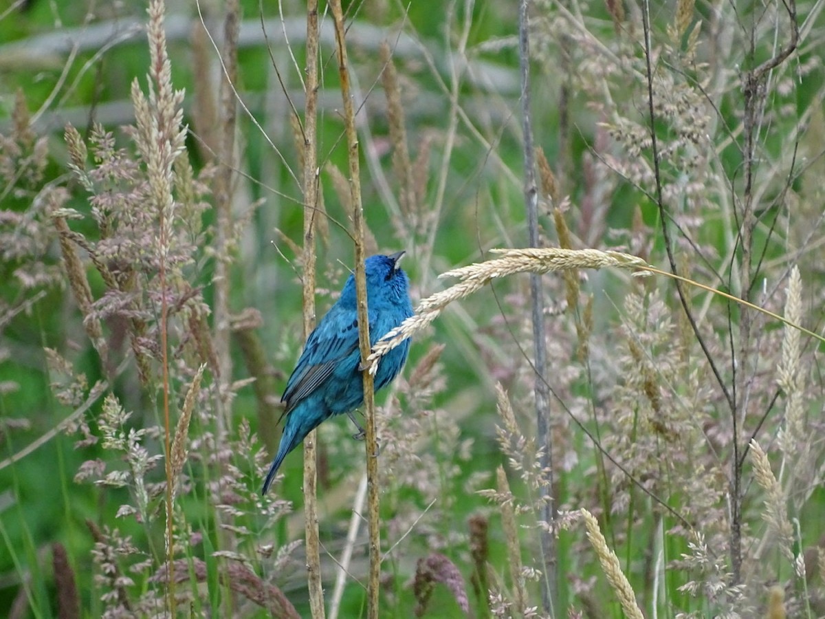 Indigo Bunting - ML236446811