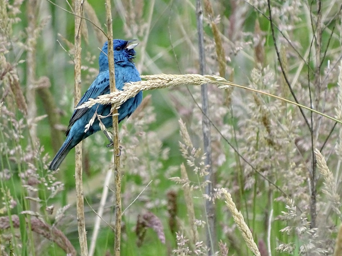 Indigo Bunting - ML236446821