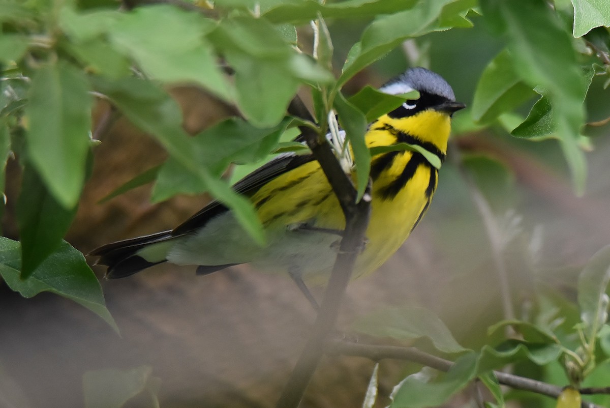 Magnolia Warbler - ML236446841