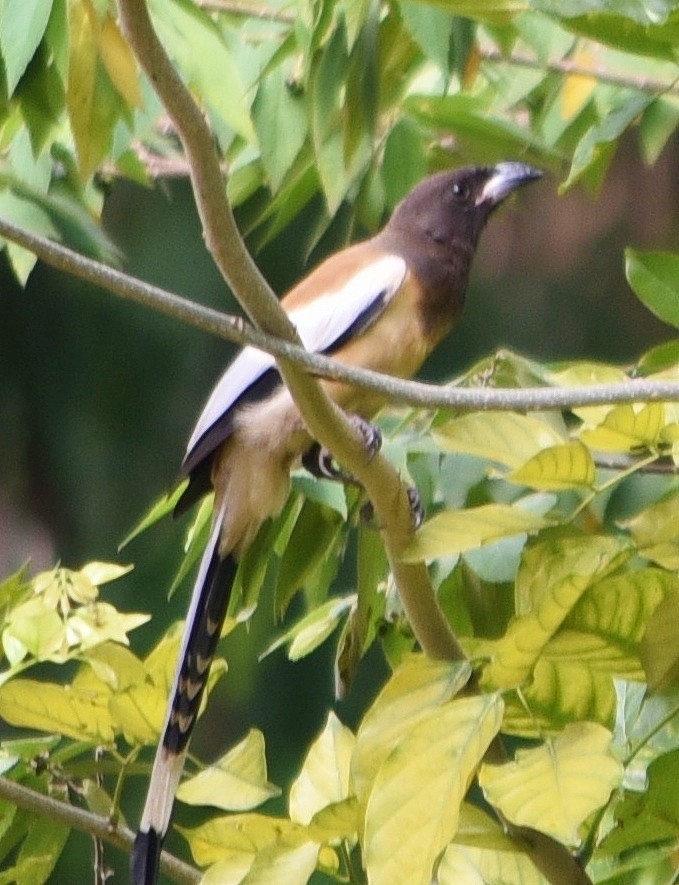 Rufous Treepie - ML236447601