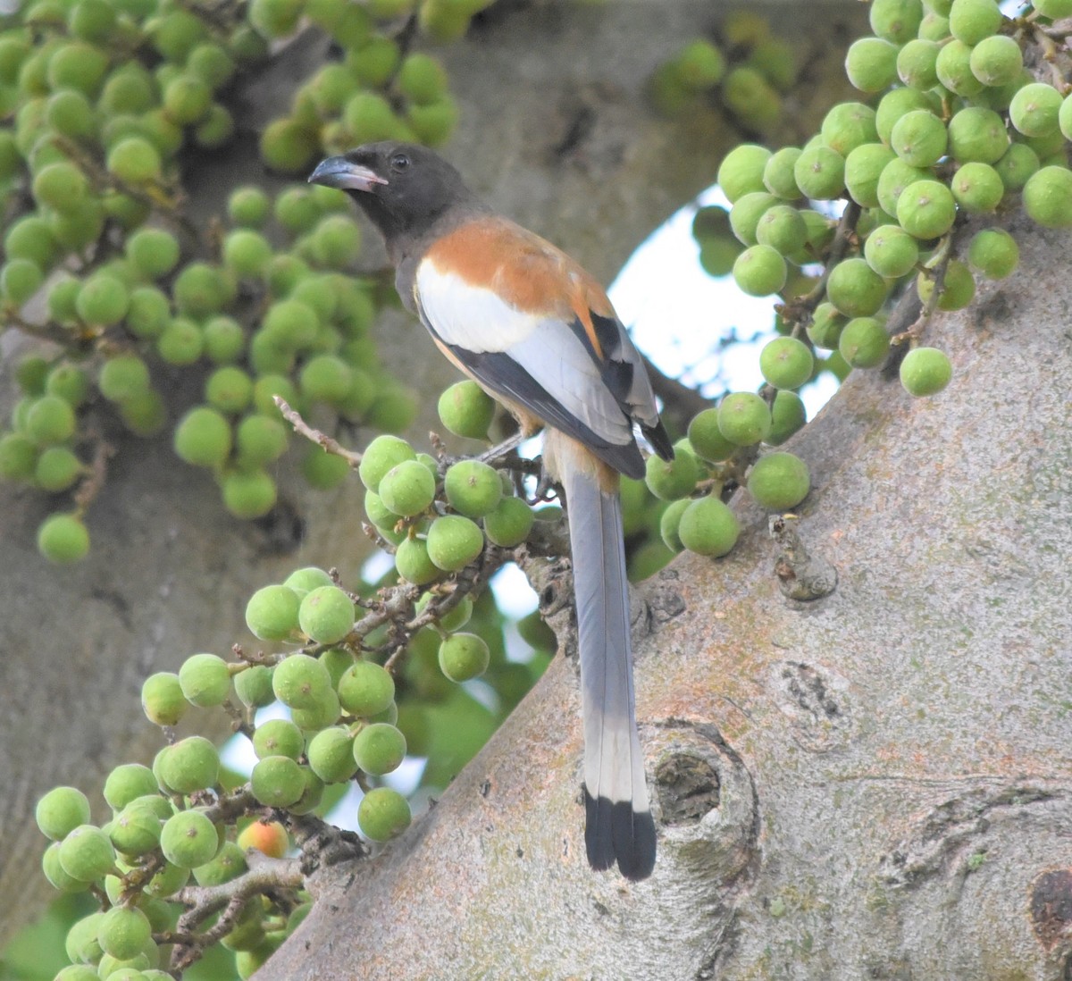 Rufous Treepie - ML236447691