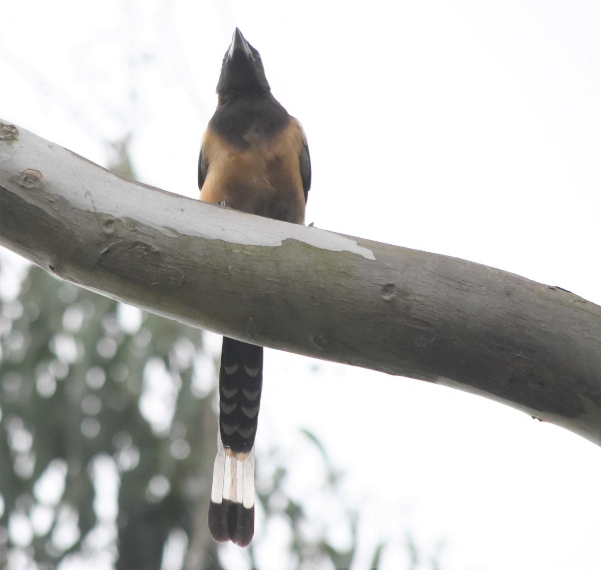 Rufous Treepie - Sajeev Krishnan