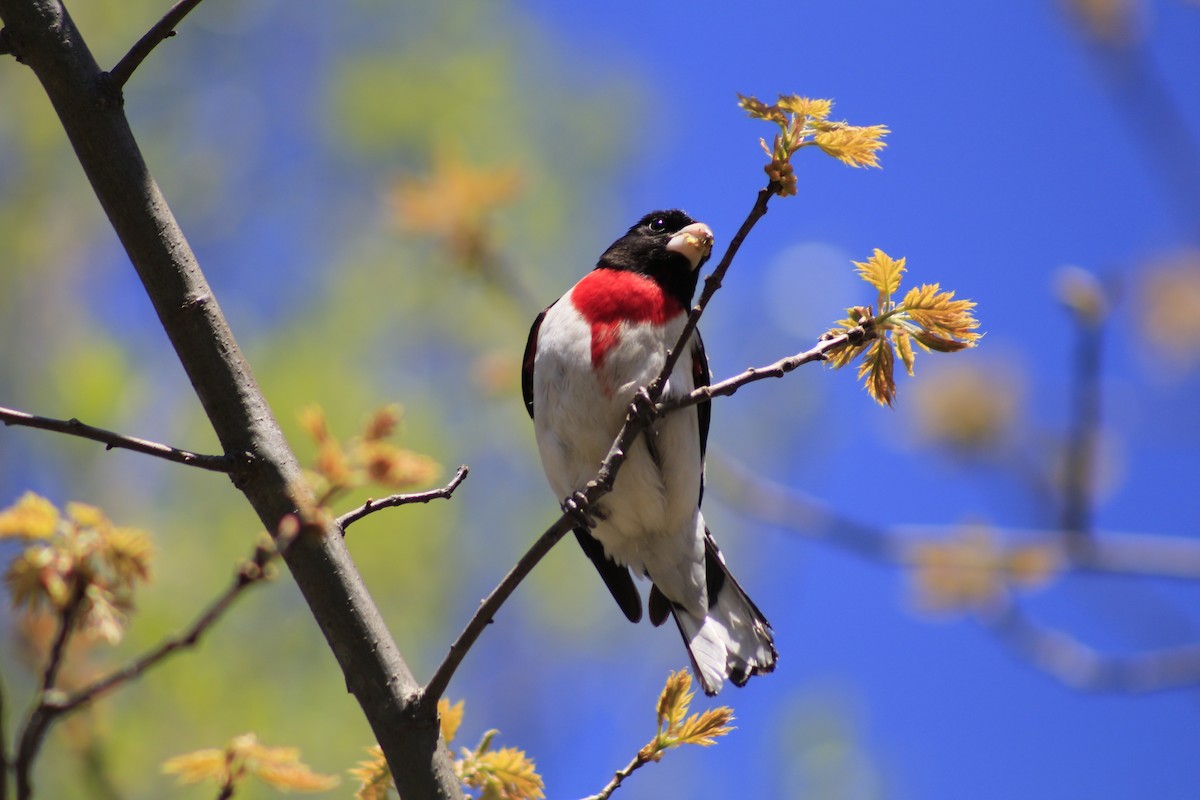 Rose-breasted Grosbeak - Karine Joubert