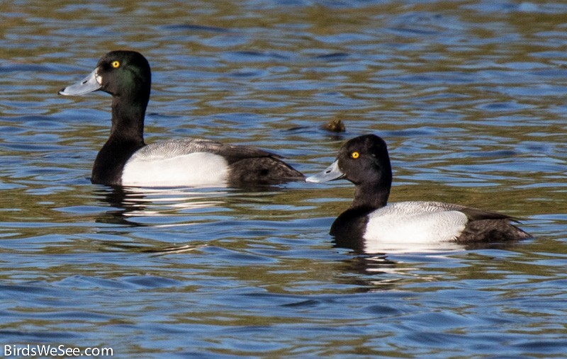 Greater Scaup - ML23644871