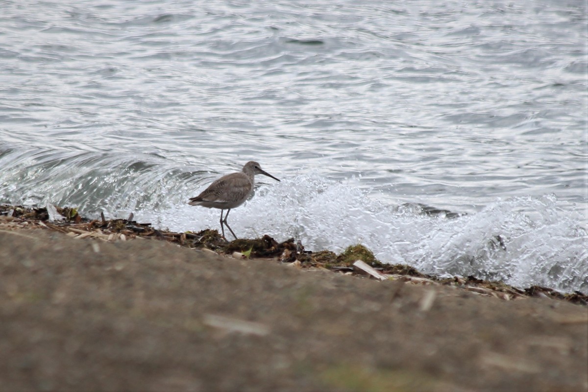 Willet - Jeff Hendricks