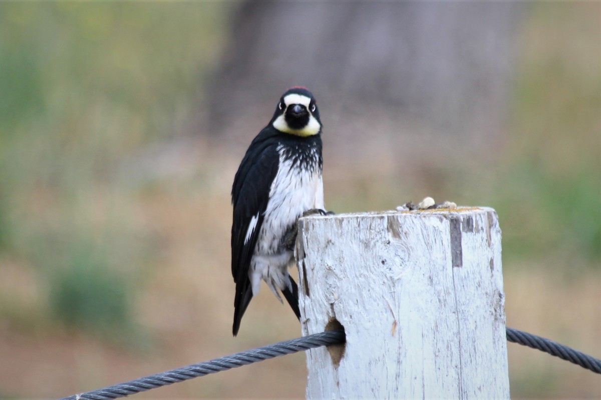 Acorn Woodpecker - ML236450191