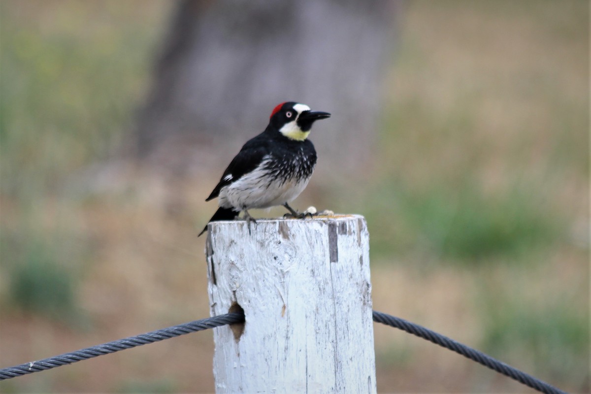 Acorn Woodpecker - ML236450201