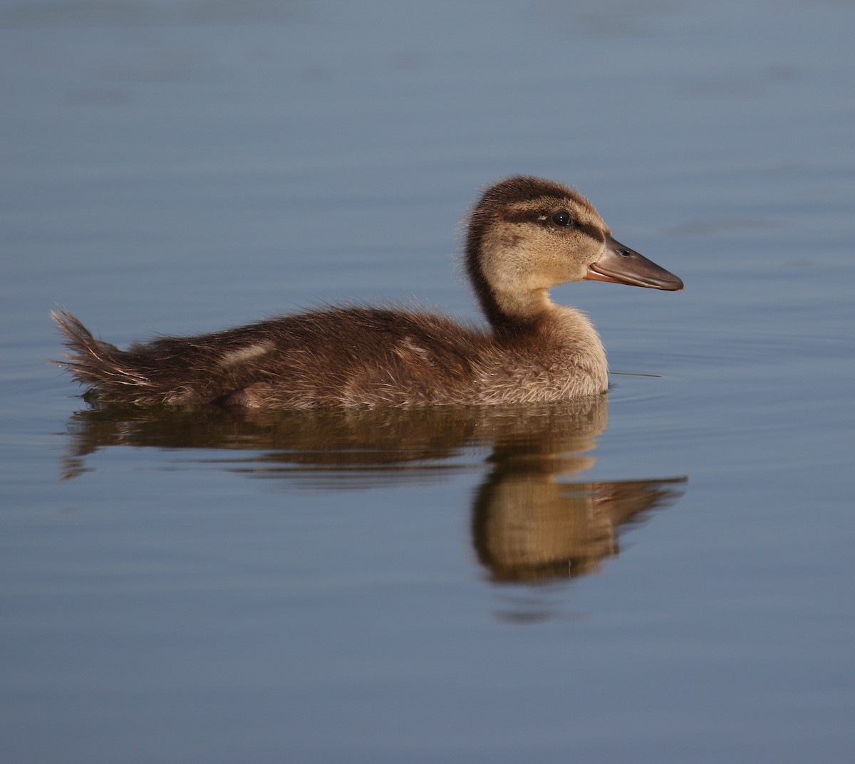 Mallard - ML236450721