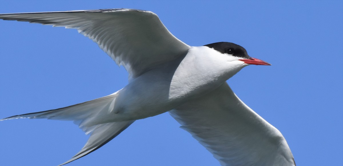Arctic Tern - Chris Rohrer