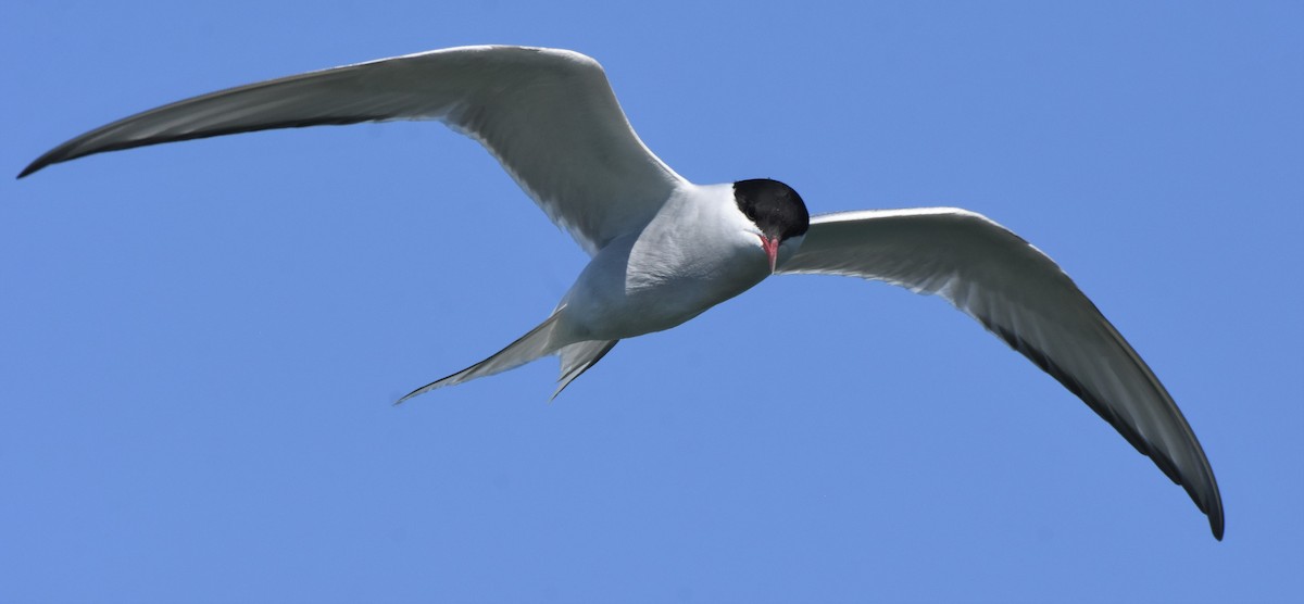 Arctic Tern - Chris Rohrer