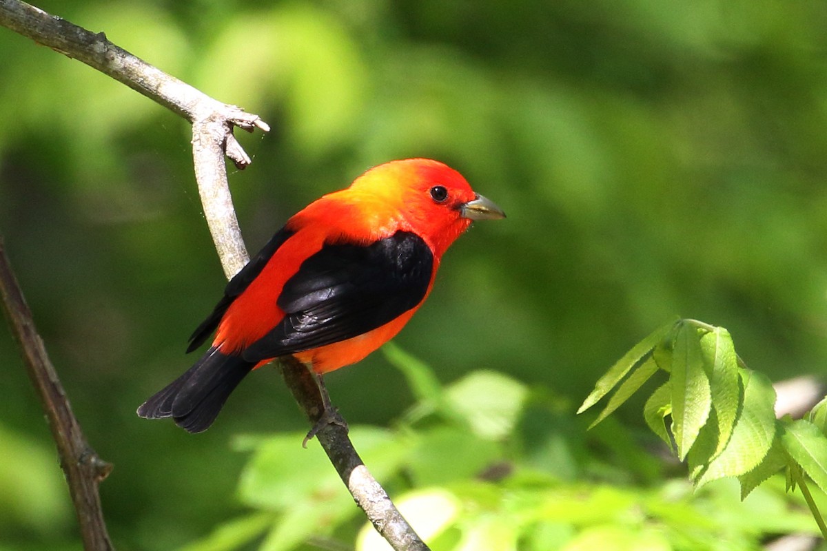 Scarlet Tanager - ML236451911