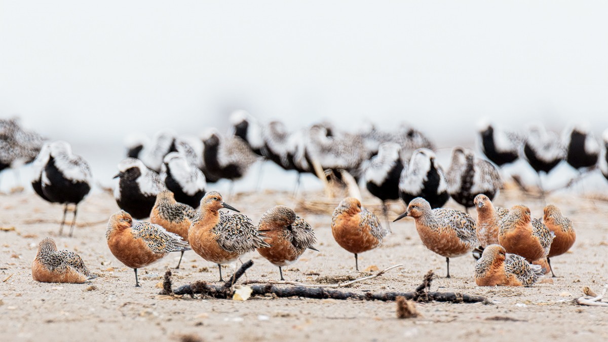 Red Knot - Connor Bowhay