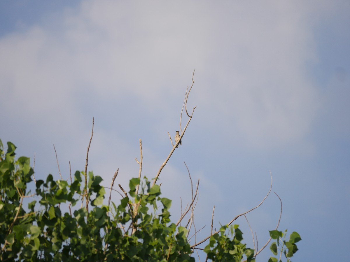 Ladder-backed Woodpecker - ML236459701