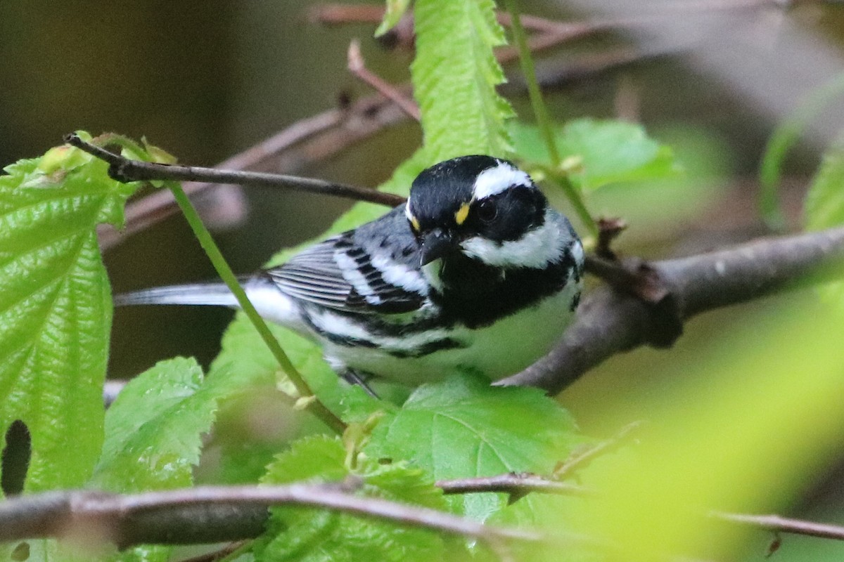 Black-throated Gray Warbler - Isaiah Nugent