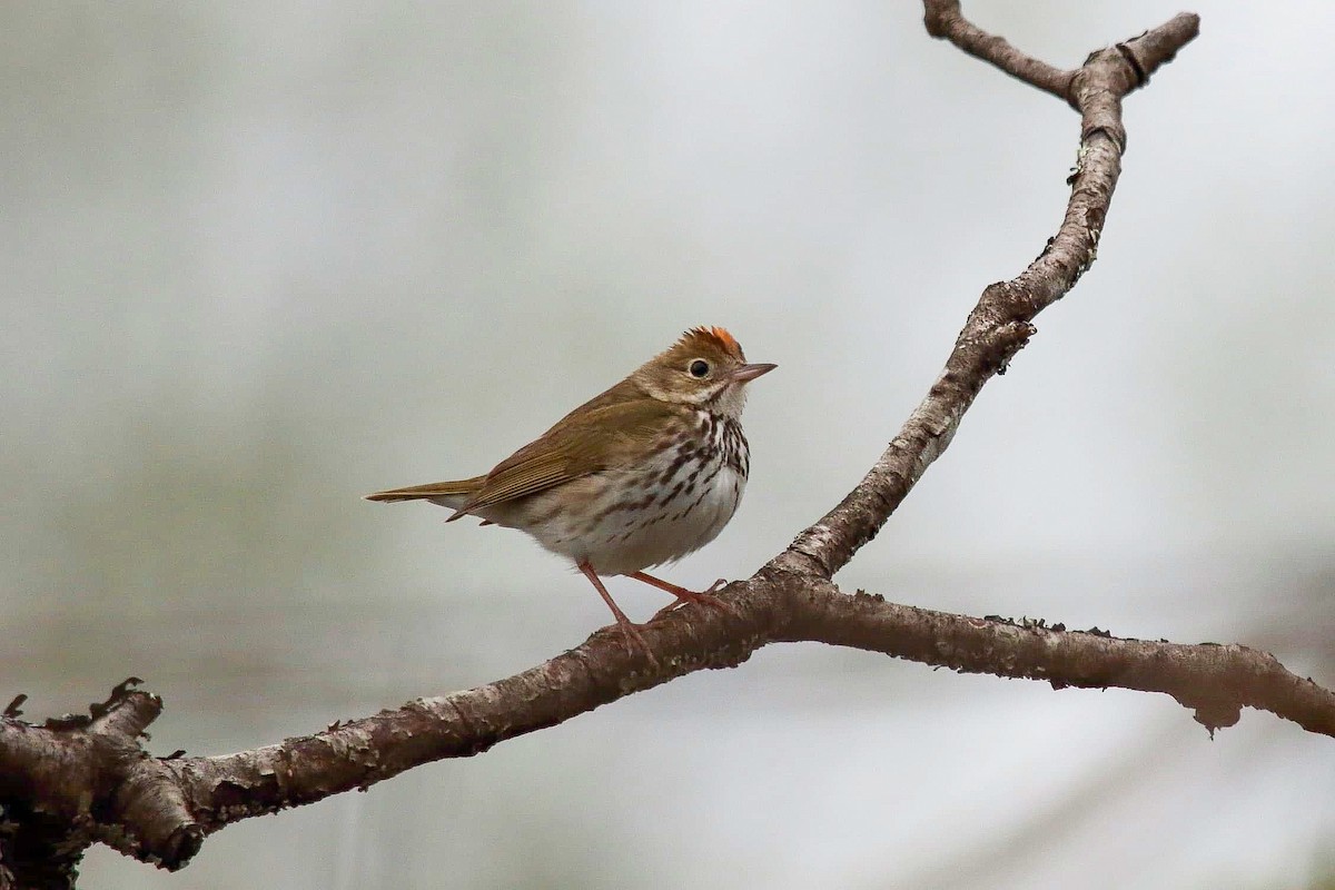 Ovenbird - ML236460871