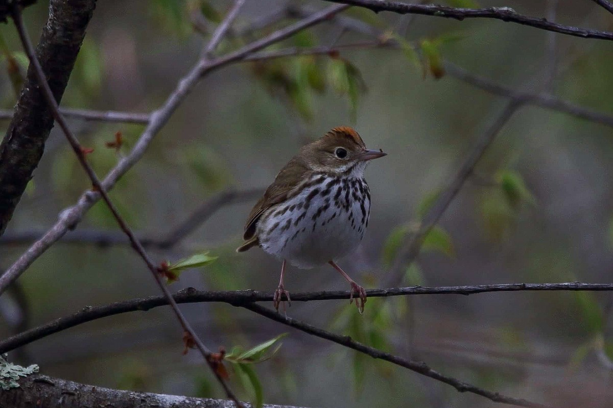 Ovenbird - ML236460881