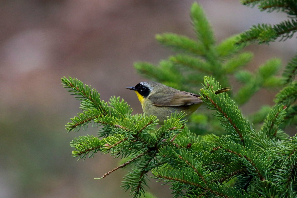 Common Yellowthroat - ML236460991