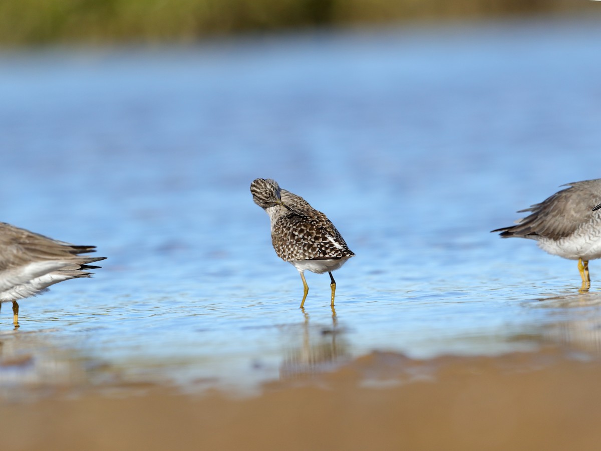 Wood Sandpiper - ML236461301