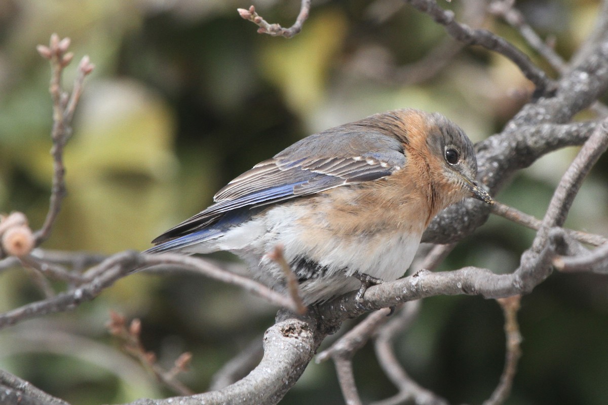 Eastern Bluebird - Jim Stasz