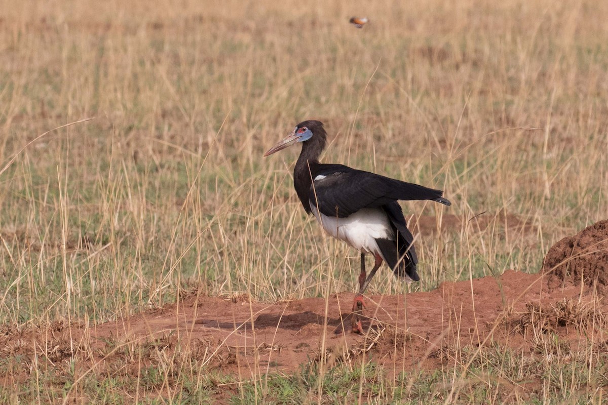 blåmaskestork - ML236463221