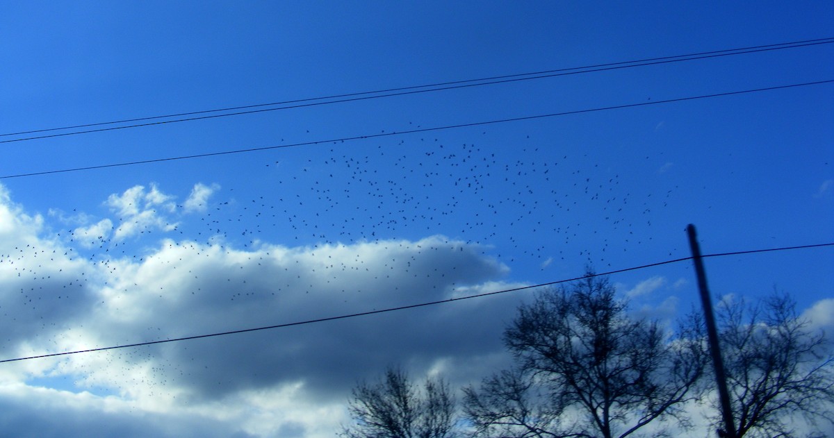 Ойн тагтаа - ML23646381