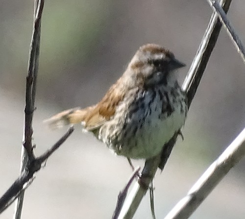 Song Sparrow - Adam Roberts