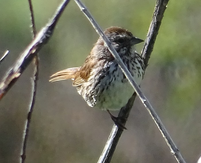 Song Sparrow - Adam Roberts