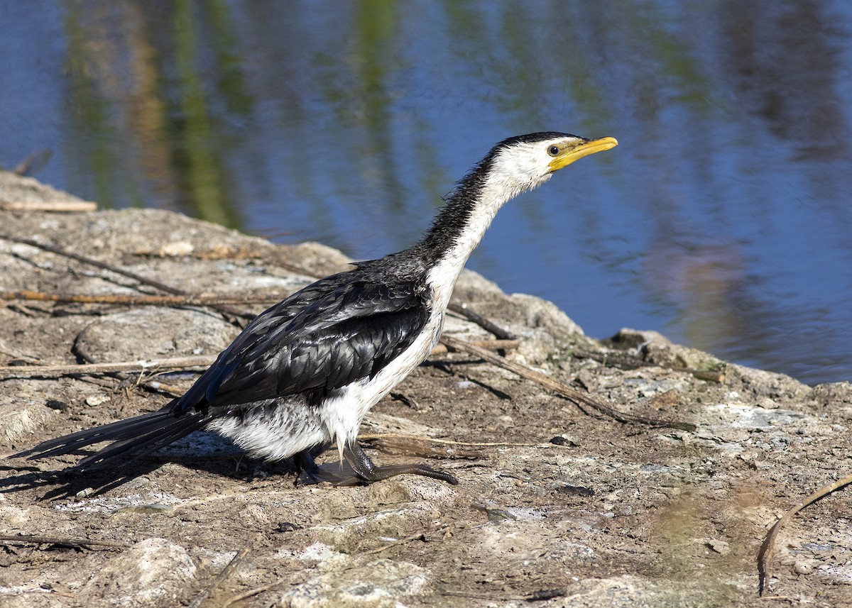 Cormorán Piquicorto - ML236464021