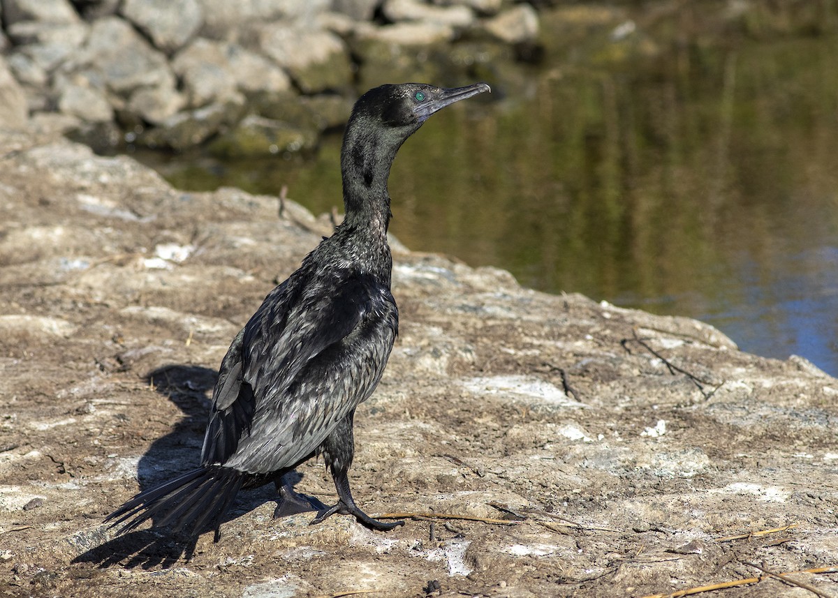 Little Black Cormorant - ML236464211