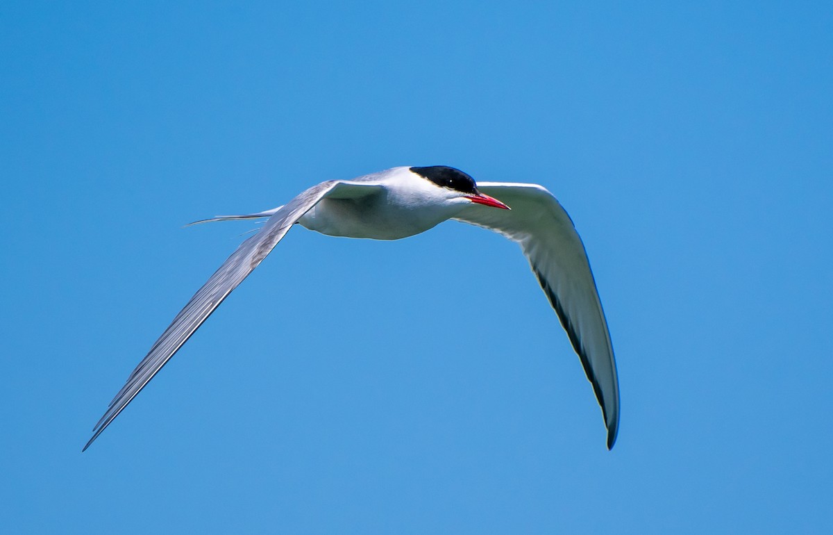 Arctic Tern - Mary McSparen