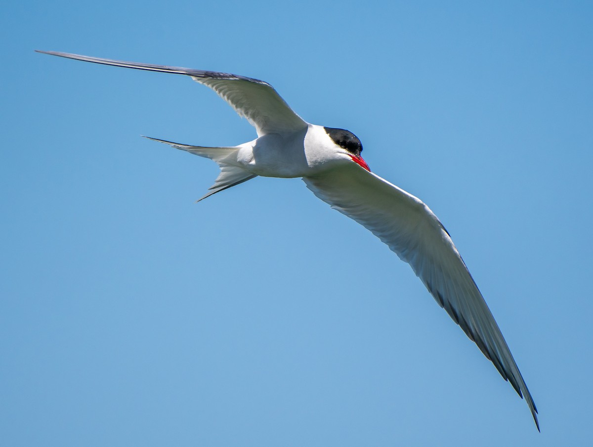 Arctic Tern - Mary McSparen