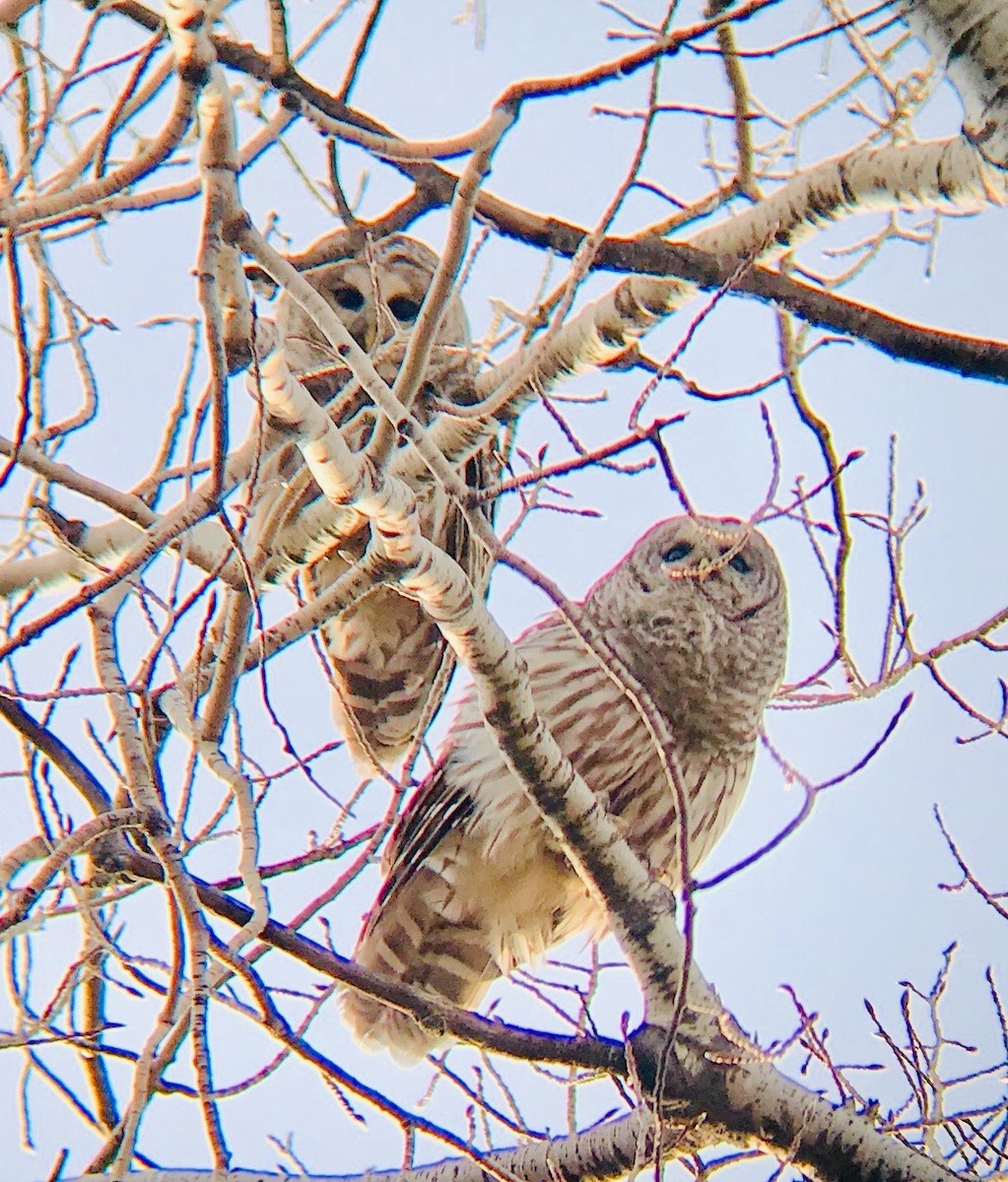 Barred Owl - ML236465911