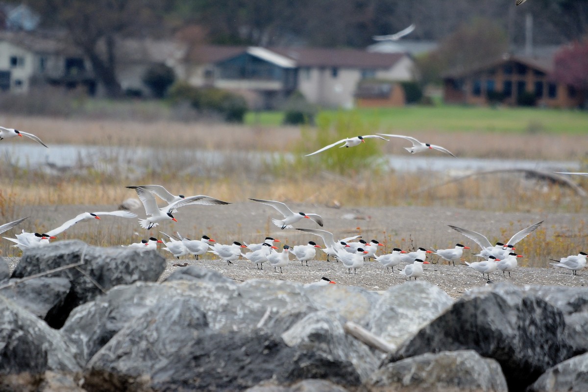 Caspian Tern - John Gordinier