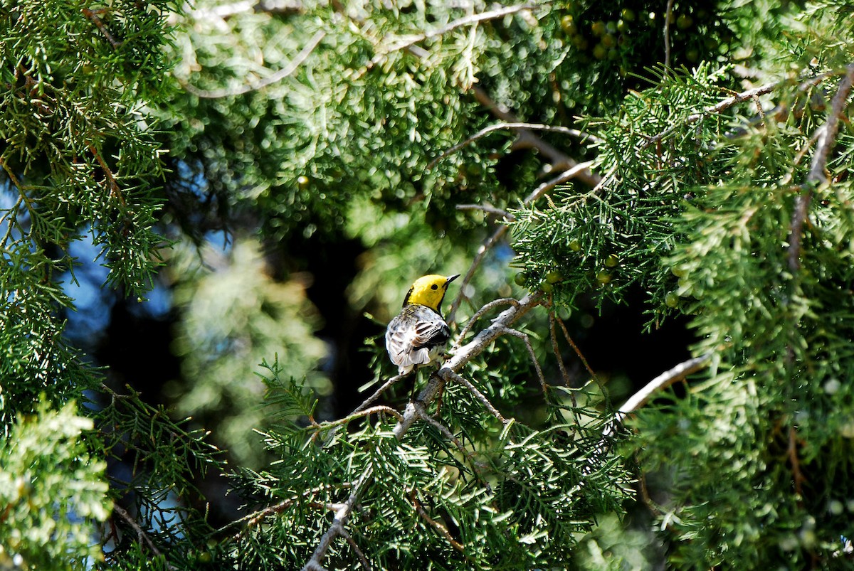 Hermit Warbler - ML236469181