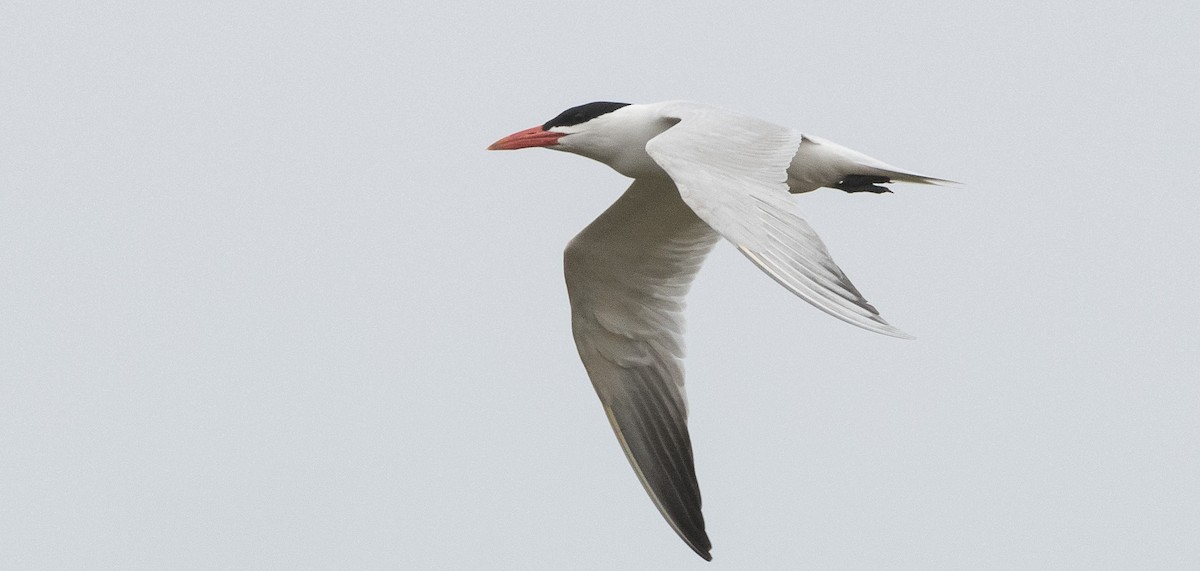 Caspian Tern - Caleb Putnam