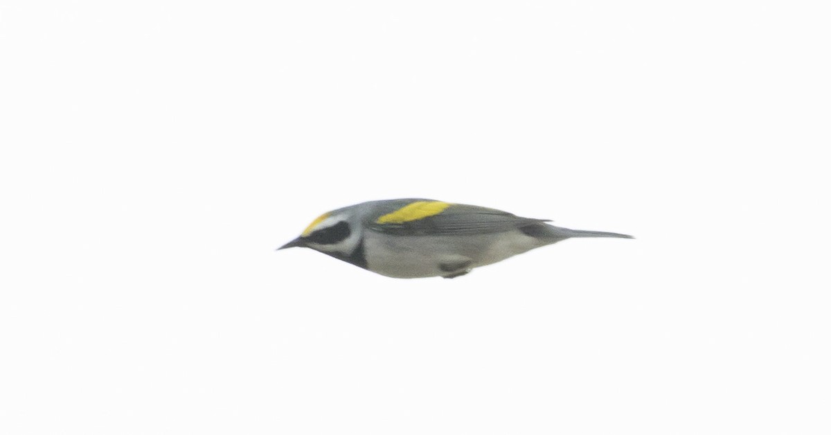 Golden-winged Warbler - Caleb Putnam
