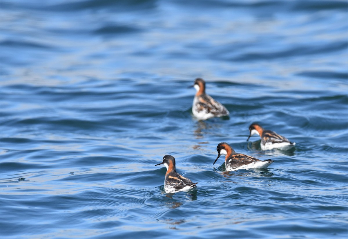 Red-necked Phalarope - ML236470131