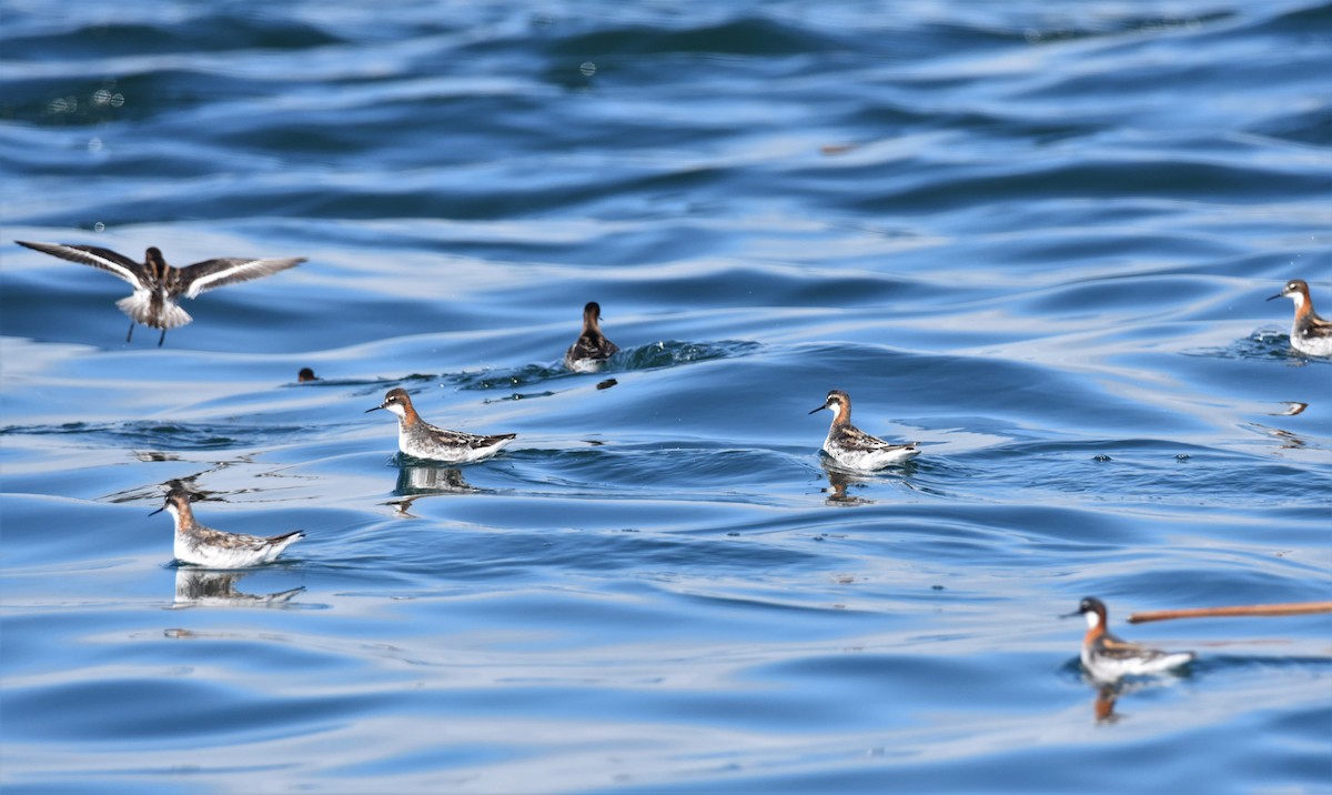 Red-necked Phalarope - The Salish Sea School