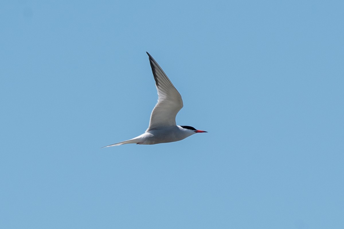 Common Tern - ML236471391