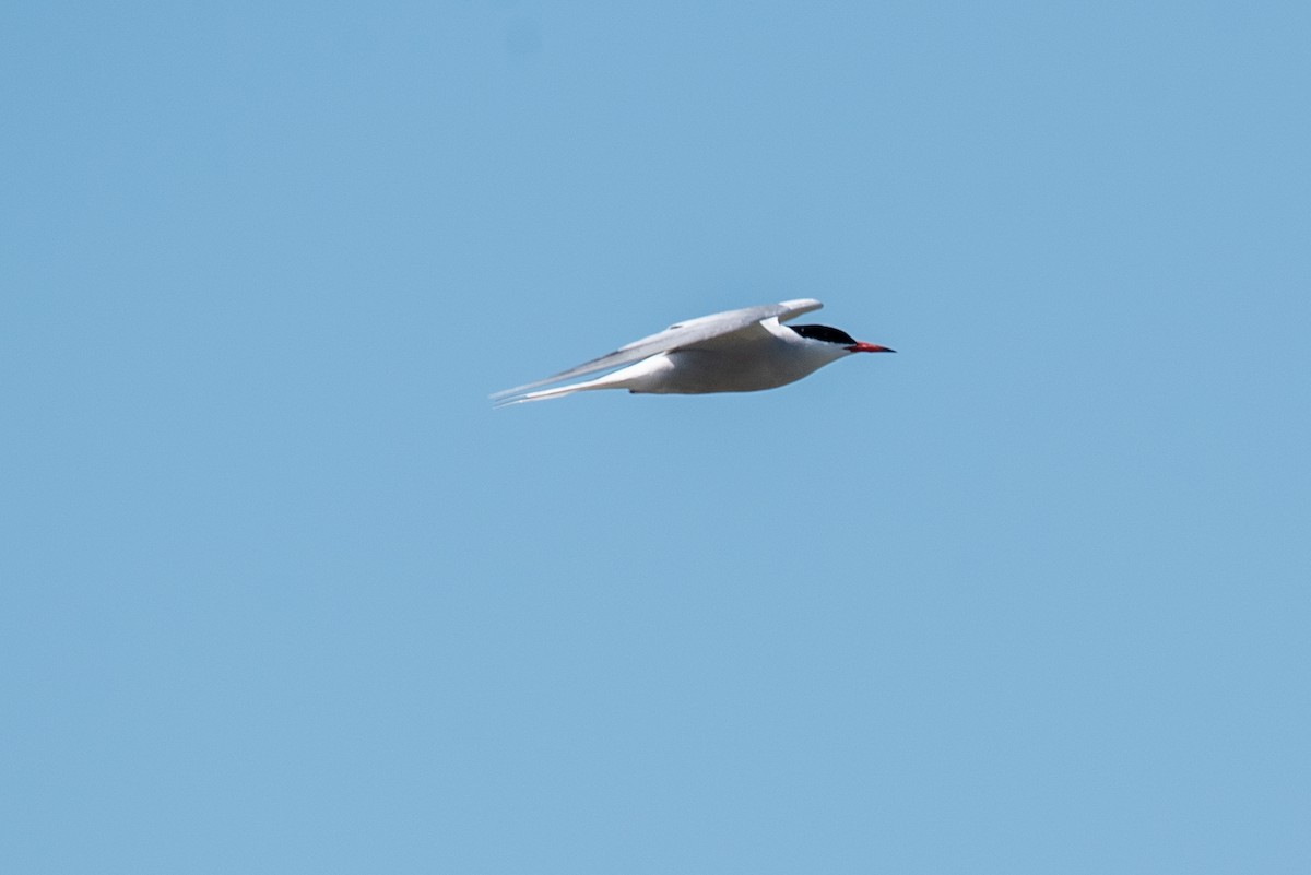 Common Tern - ML236471401