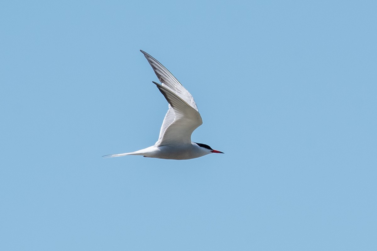 Common Tern - ML236471411