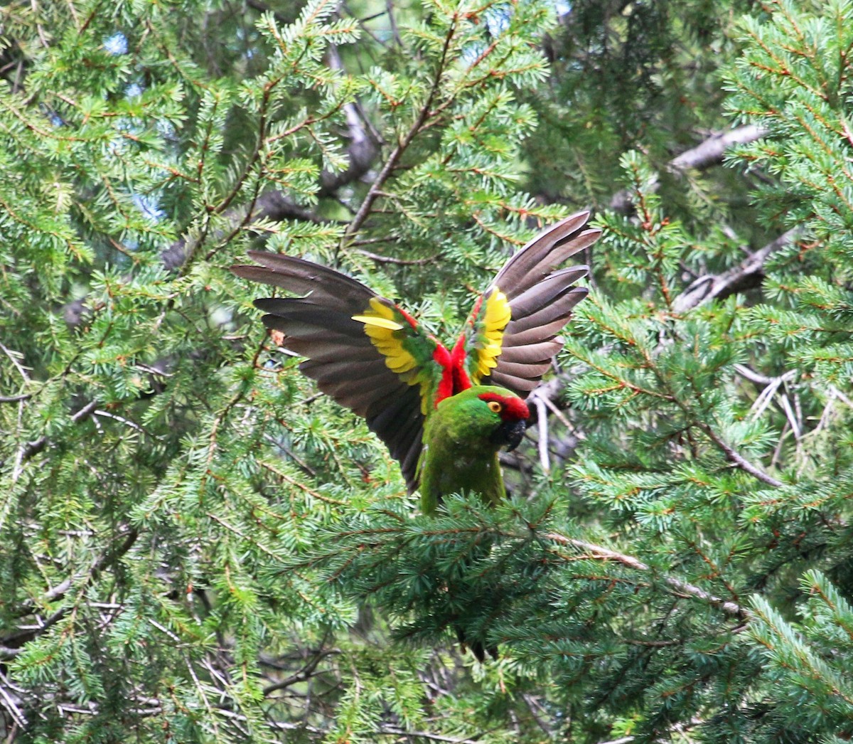 Thick-billed Parrot - ML236473311