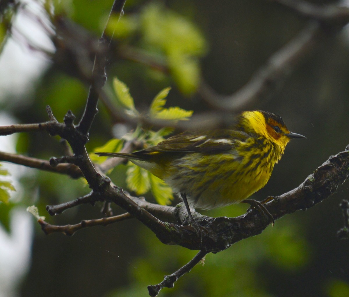 Cape May Warbler - ML236473751