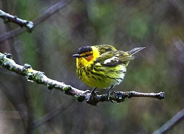 Cape May Warbler - ML236473911