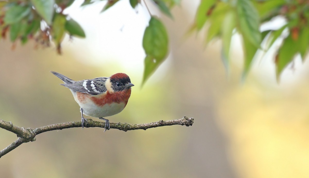 Bay-breasted Warbler - ML236475271