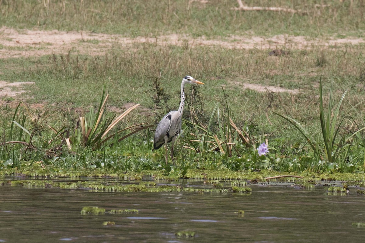 Gray Heron - ML236475451