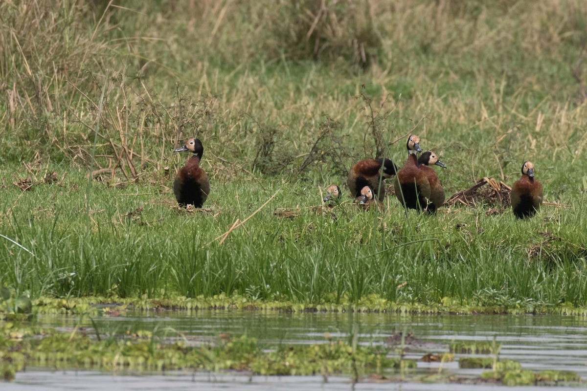 White-faced Whistling-Duck - ML236475541